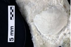 Foto (Detailansicht) von Goniodromites sp. (NHMW-GEO-1990-0041-0024)